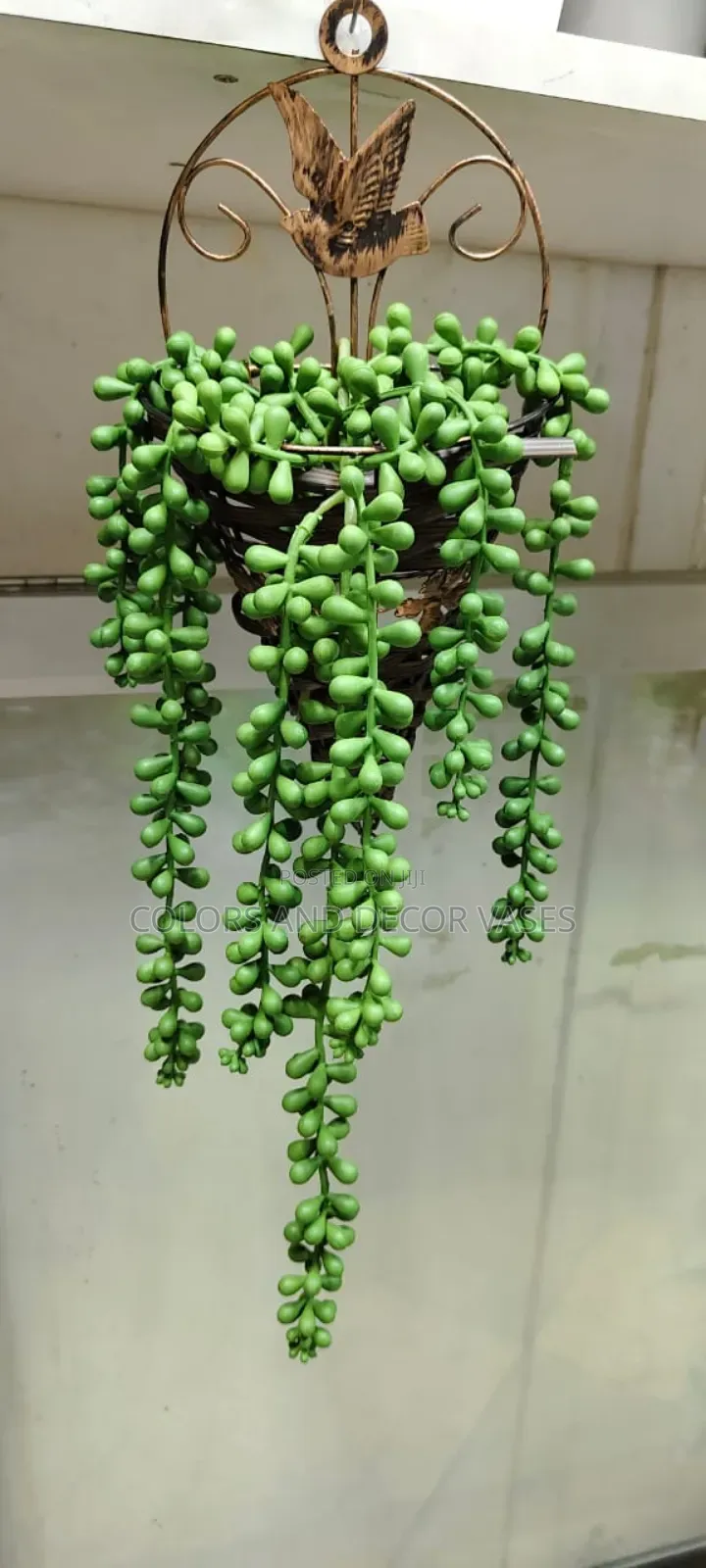 Green Climbers for Home Decor