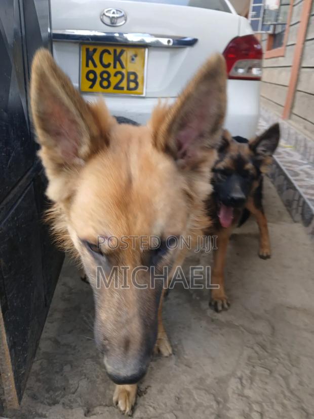 Vet Services - main view