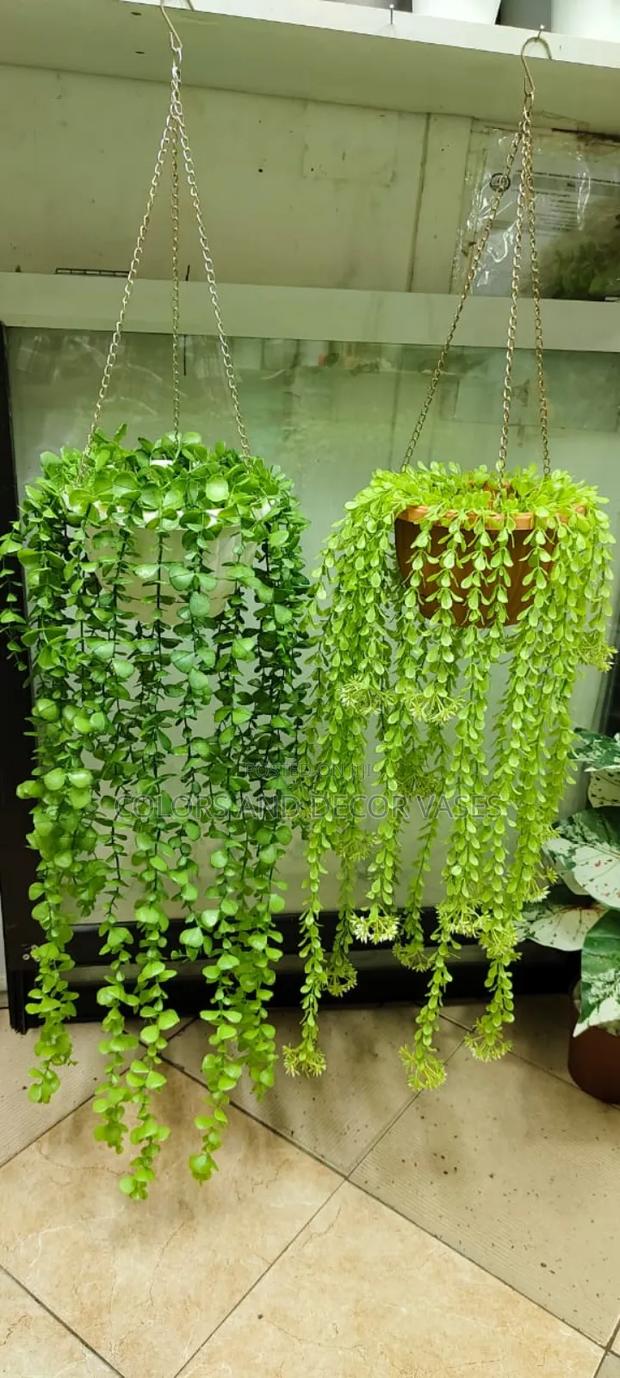 Vines and Vases to Decor Your Home