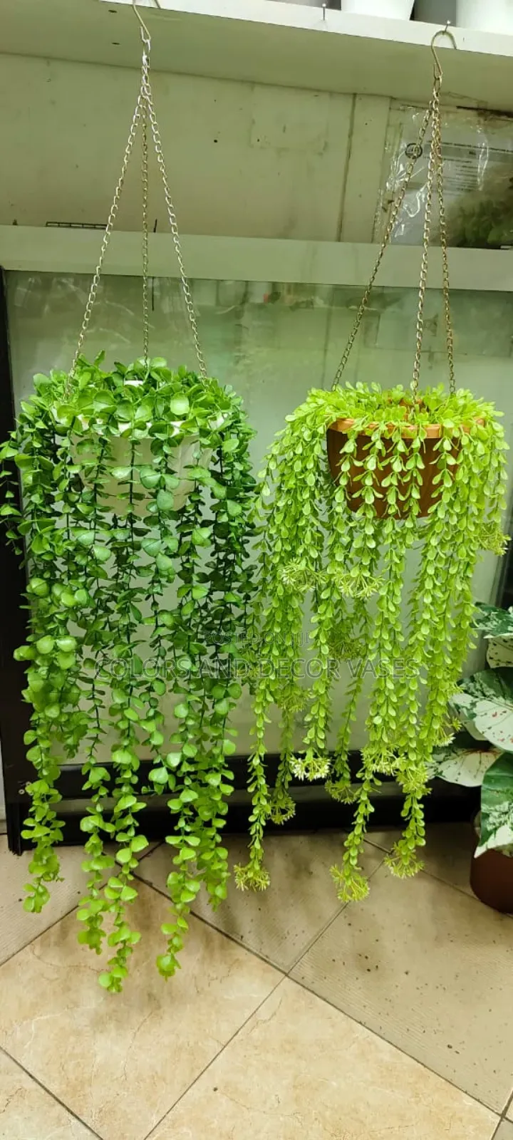 Vines and Vases to Decor Your Home