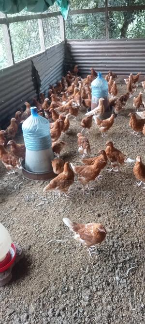 3 Months Commercial Layer Chicks - main view