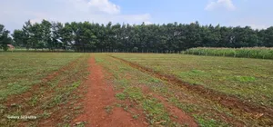 Commercial Plots for Sake in Annex Eldoret