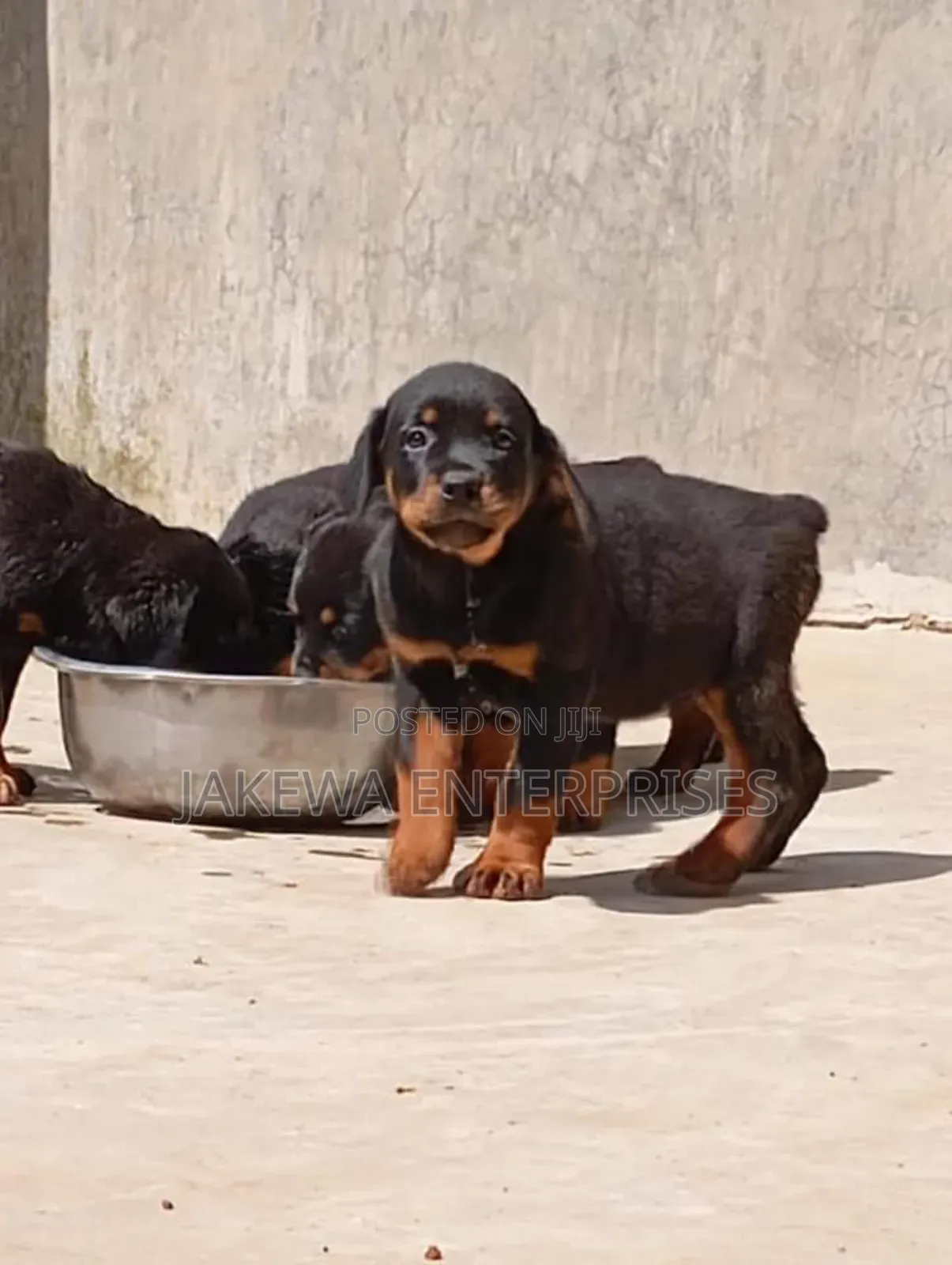 1-3 months Male Purebred Rottweiler