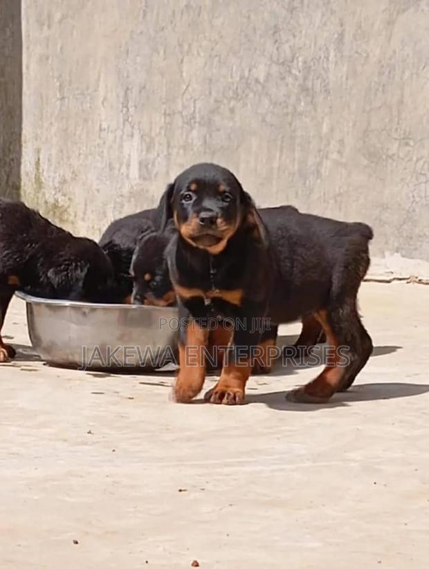 1-3 months Male Purebred Rottweiler