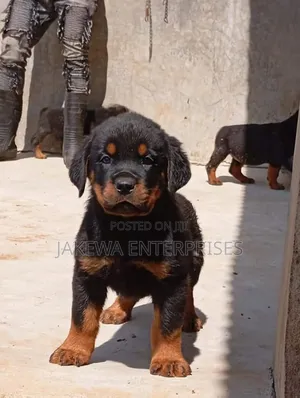 1-3 months Female Purebred Rottweiler