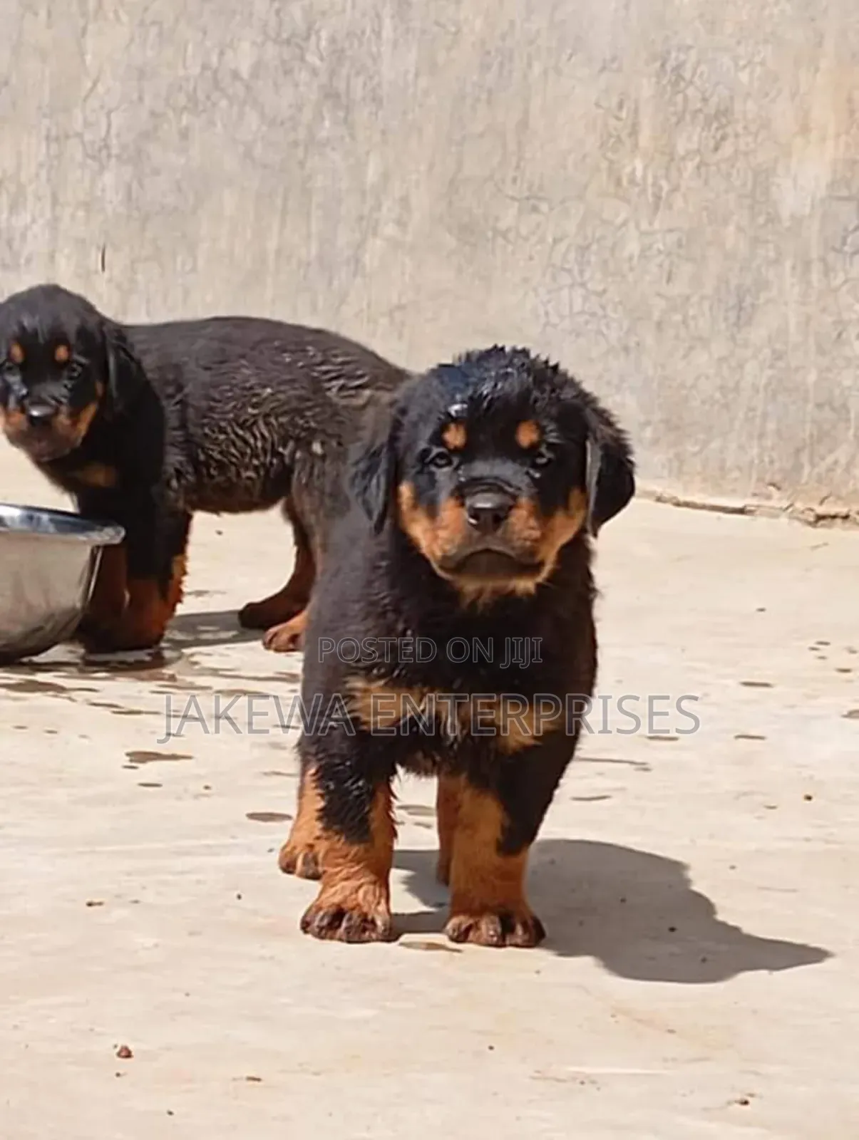 1-3 months Male Purebred Rottweiler