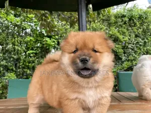 1-3 months Male Purebred Chow Chow