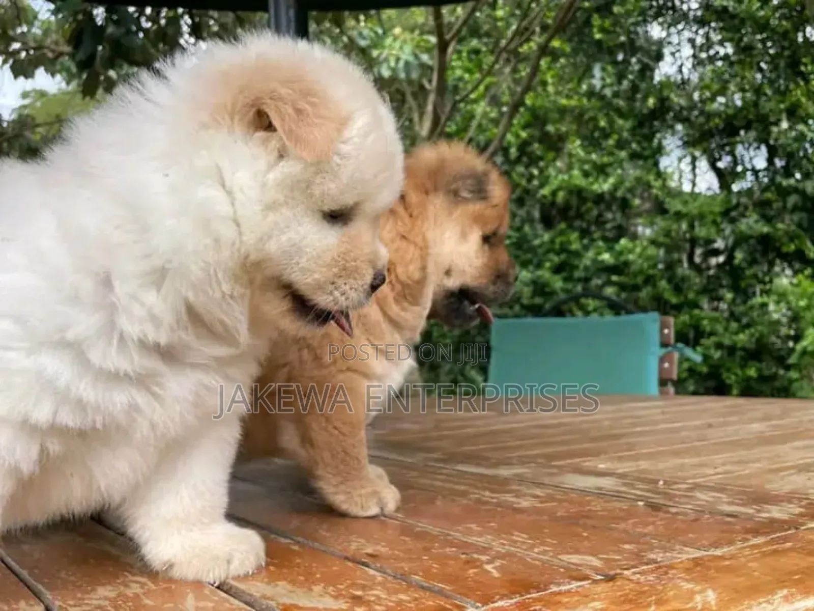 1-3 months Female Purebred Chow Chow