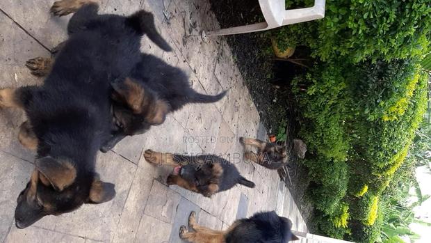 3-6 months Female Purebred German Shepherd - main view