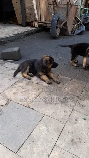 3-6 months Female Purebred German Shepherd