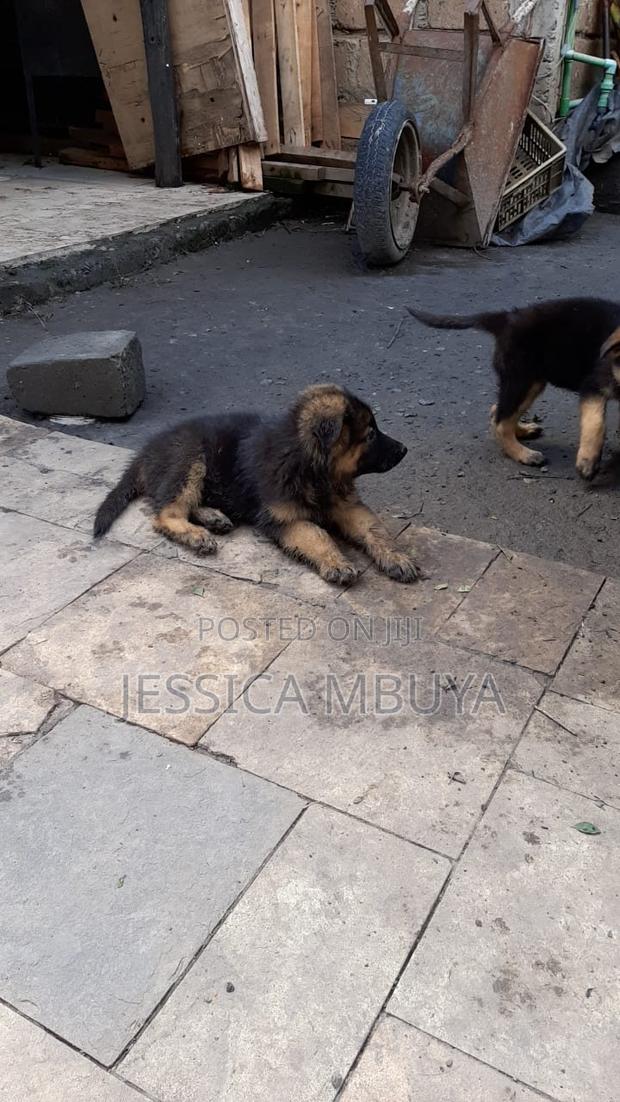 3-6 months Female Purebred German Shepherd - thumbnail 4