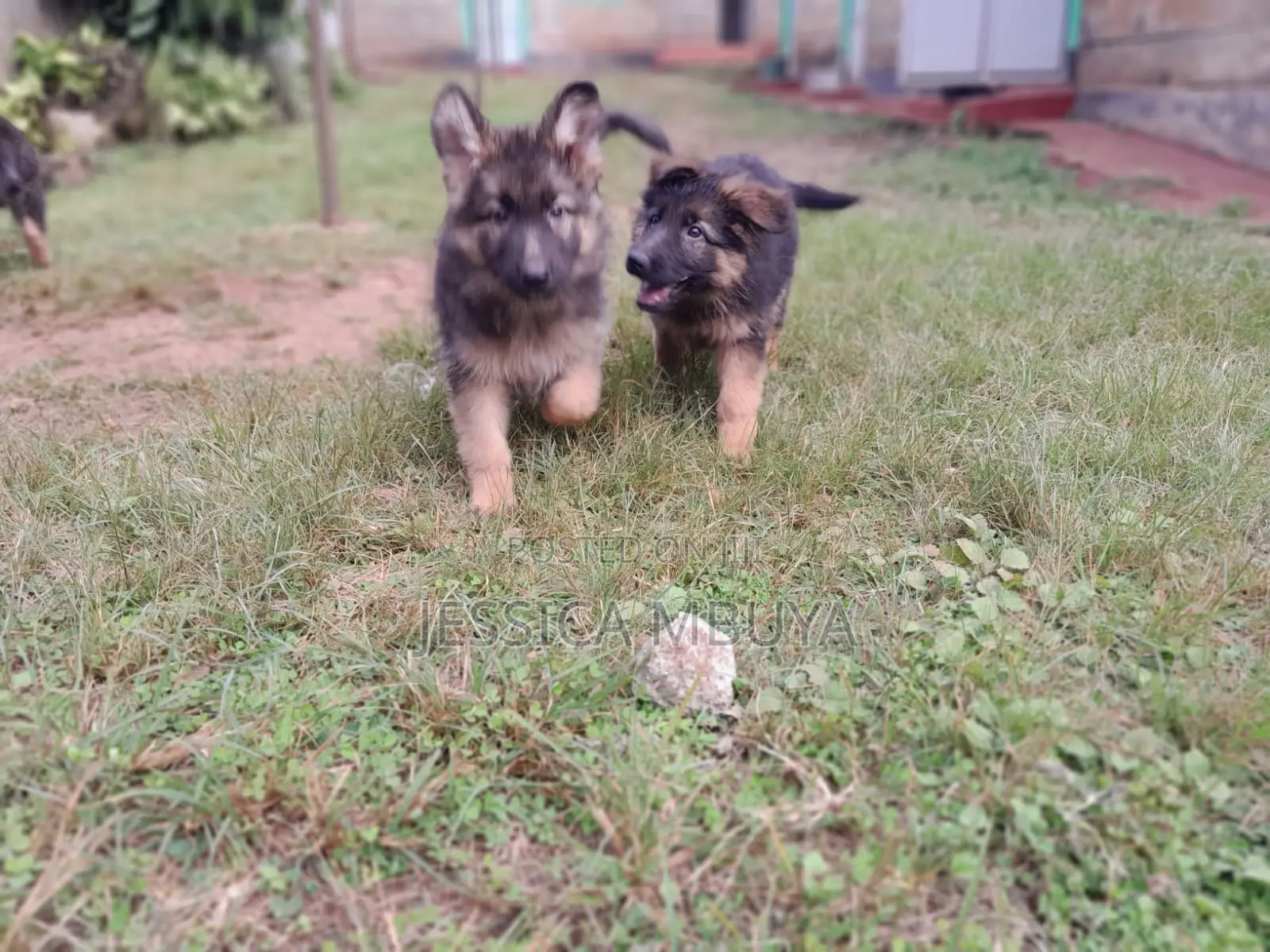 3-6 months Female Purebred German Shepherd