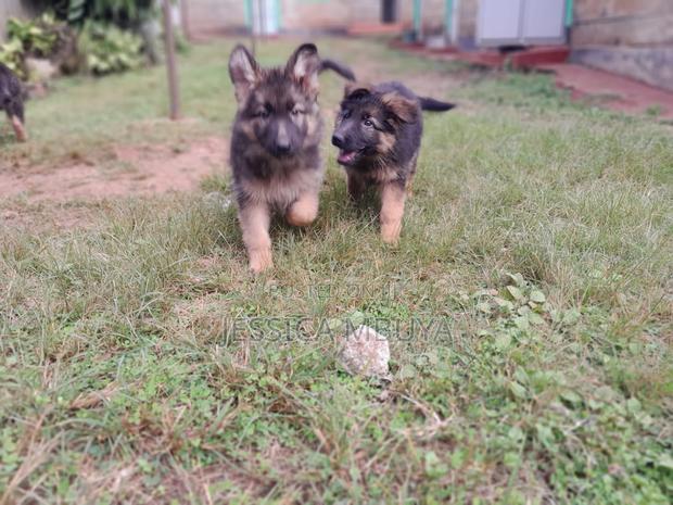 3-6 months Female Purebred German Shepherd - thumbnail 5