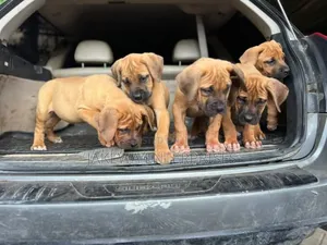 1-3 months Male Purebred Boerboel