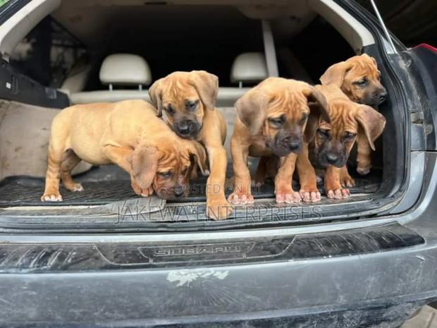 1-3 months Male Purebred Boerboel