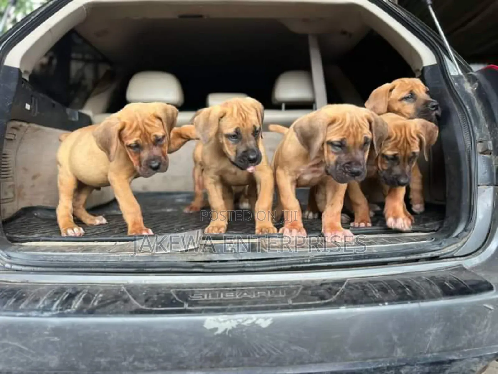 1-3 months Female Purebred Boerboel