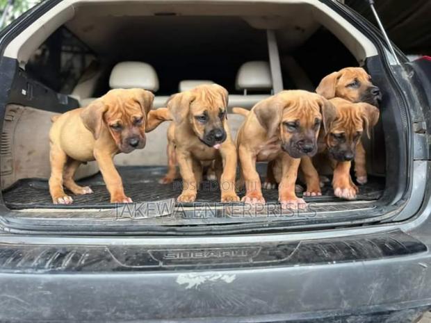 1-3 months Female Purebred Boerboel - main view