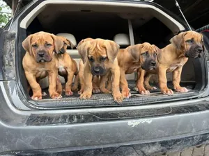 1-3 months Male Purebred Boerboel