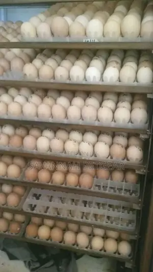 4400 Chicken Industrial Eggs Incubator