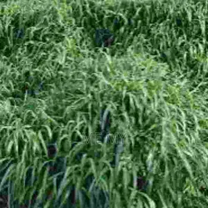 Brachiaria Mulato II Grass