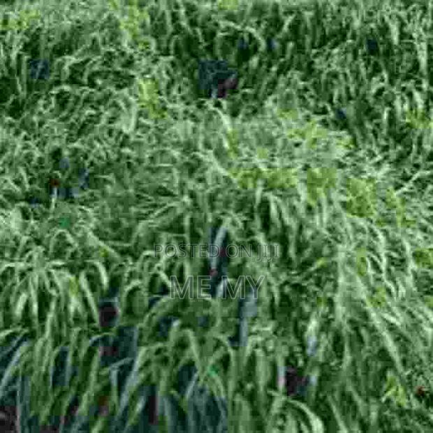 Brachiaria Mulato II Grass