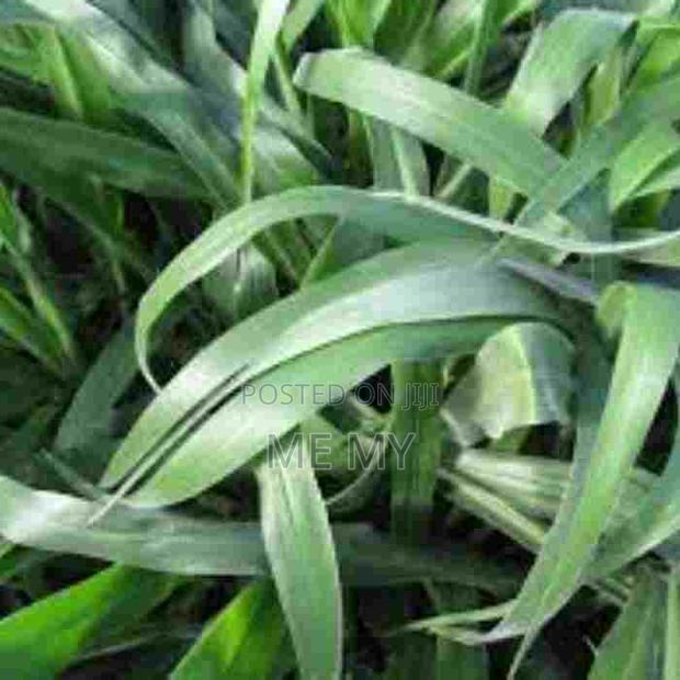 Brachiaria Mulato II Grass - thumbnail 2