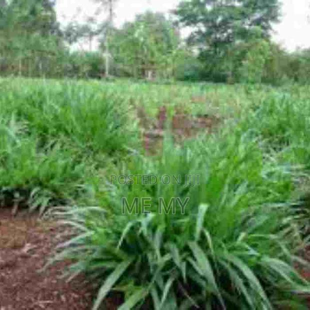 Brachiaria Mulato II Grass - thumbnail 3