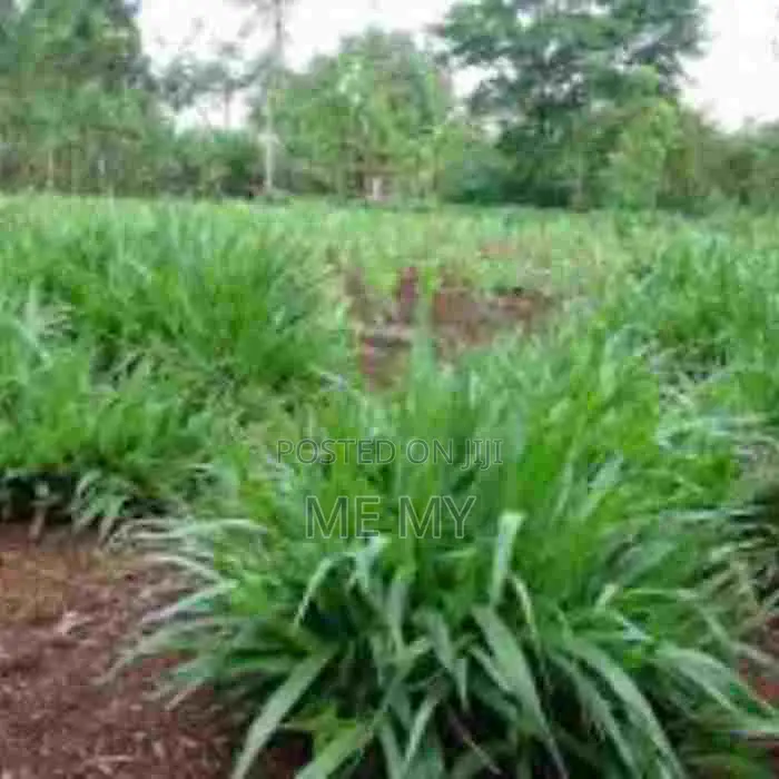 Brachiaria Mulato II Grass