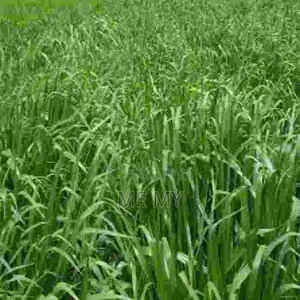 Brachiaria Mulato II Grass