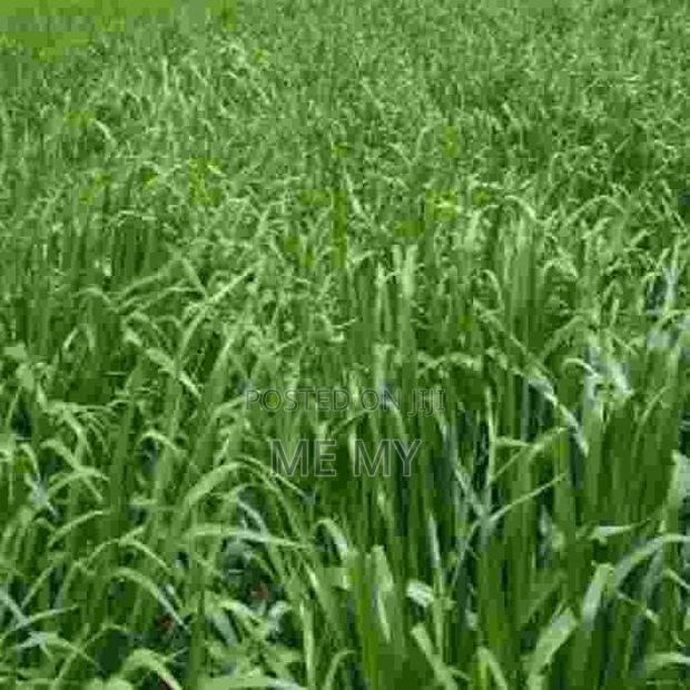 Brachiaria Mulato II Grass - thumbnail 4