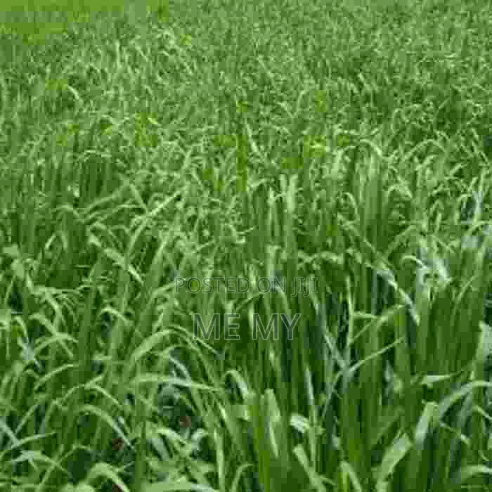 Brachiaria Mulato II Grass