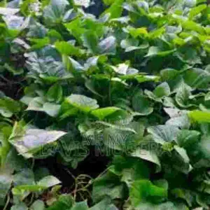 Super K Vines