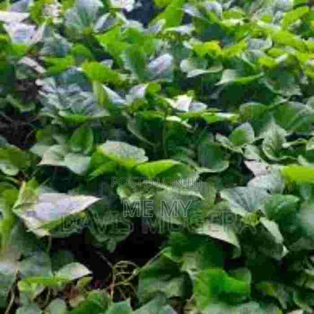 Super K Vines