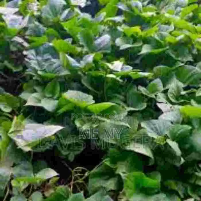 Super K Vines