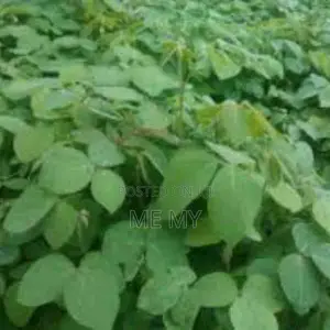 Desmodium Greenleaf Vines