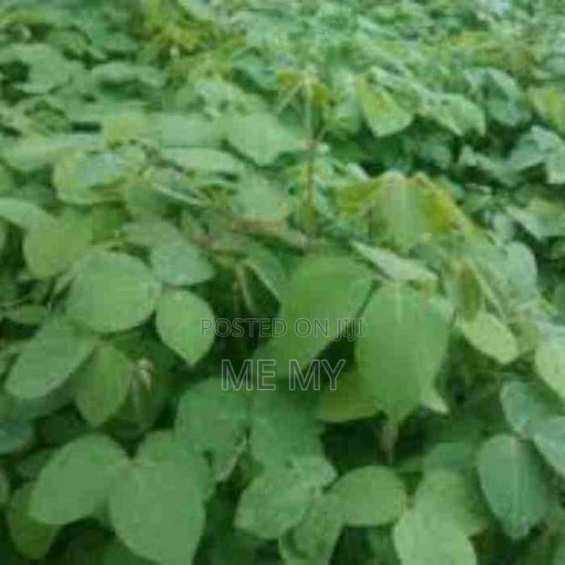 Desmodium Greenleaf Vines - thumbnail 2