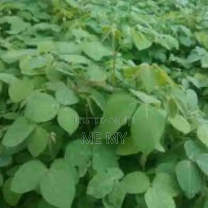 Desmodium Greenleaf Vines
