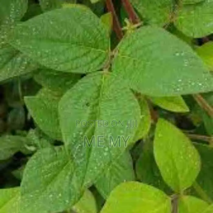 Desmodium Greenleaf Vines