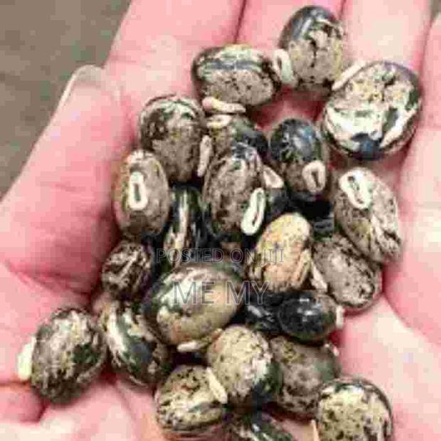 Mucuna/ Velvet Beans - thumbnail 3