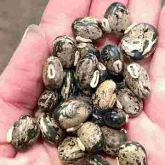 Mucuna/ Velvet Beans