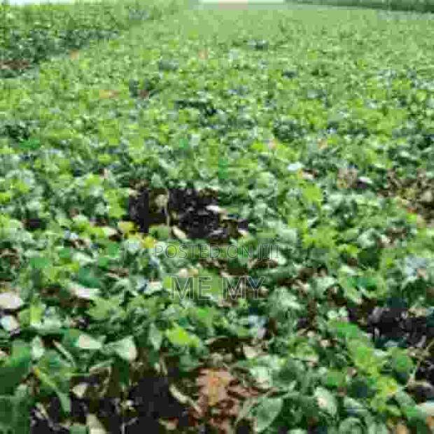 Mucuna/ Velvet Beans - thumbnail 5