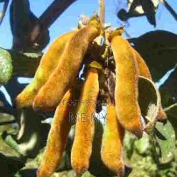 Mucuna/ Velvet Beans - thumbnail 6