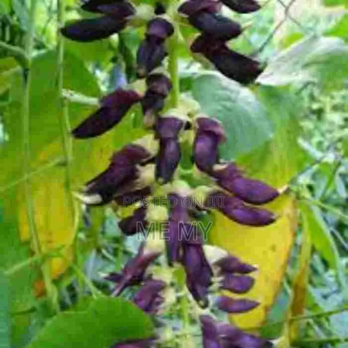 Mucuna/ Velvet Beans