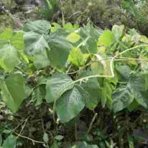 Mucuna/ Velvet Beans - thumbnail 7