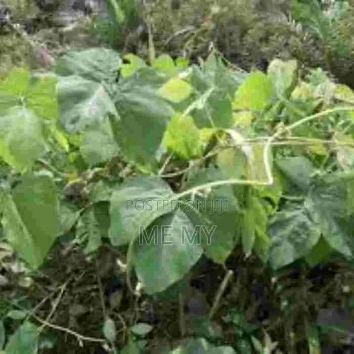 Mucuna/ Velvet Beans