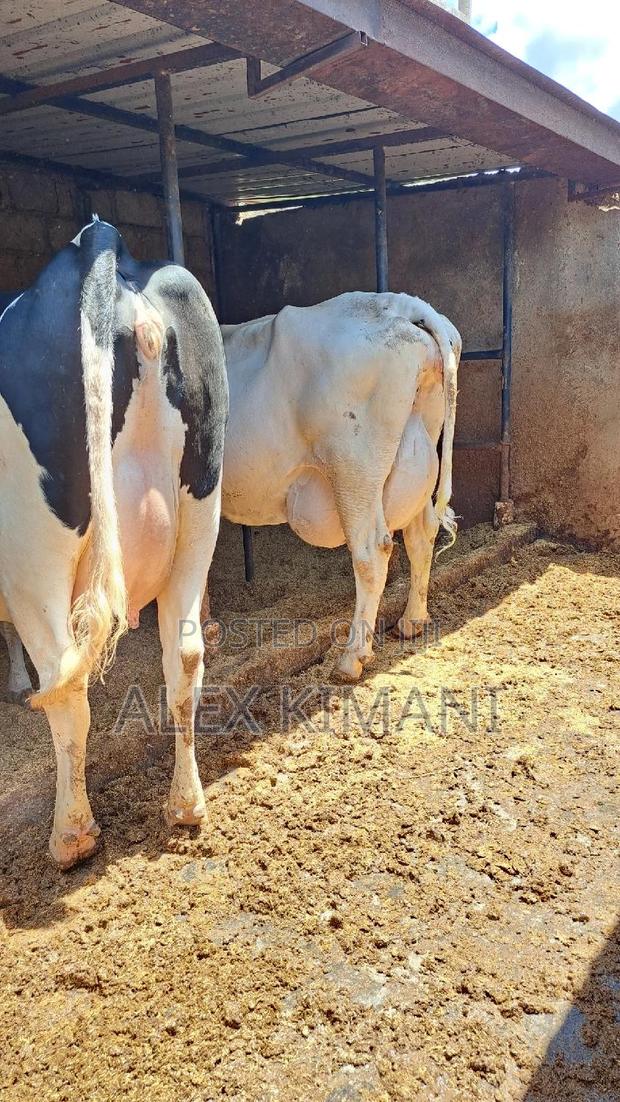 Pedigree White Gold Producers. - main view