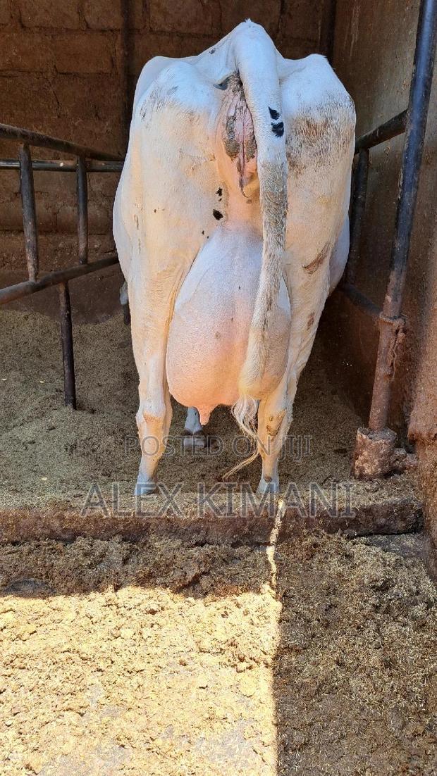 Pedigree White Gold Producers. - thumbnail 4