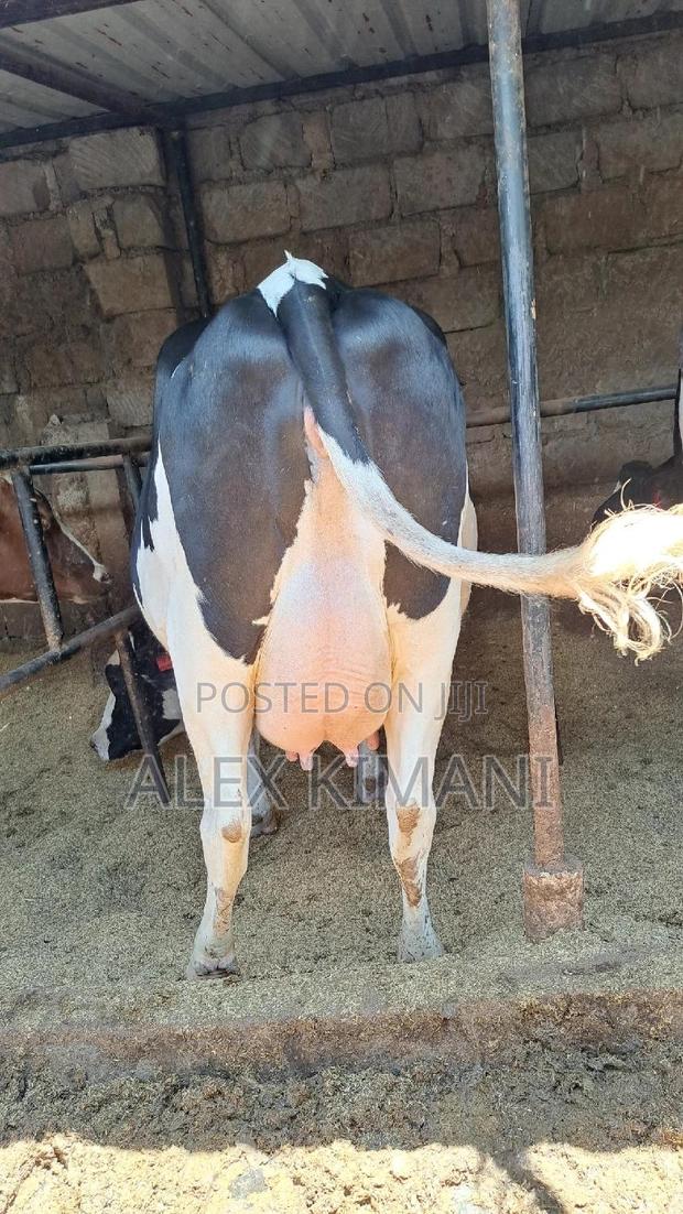 Pedigree White Gold Producers. - thumbnail 5