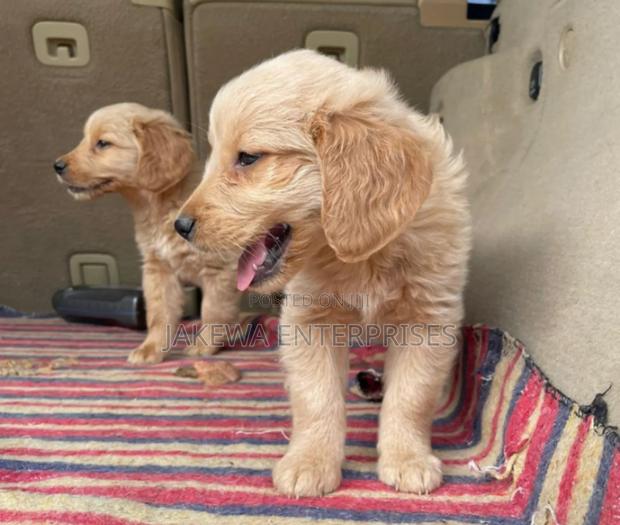 1-3 months Female Purebred Golden Retriever
