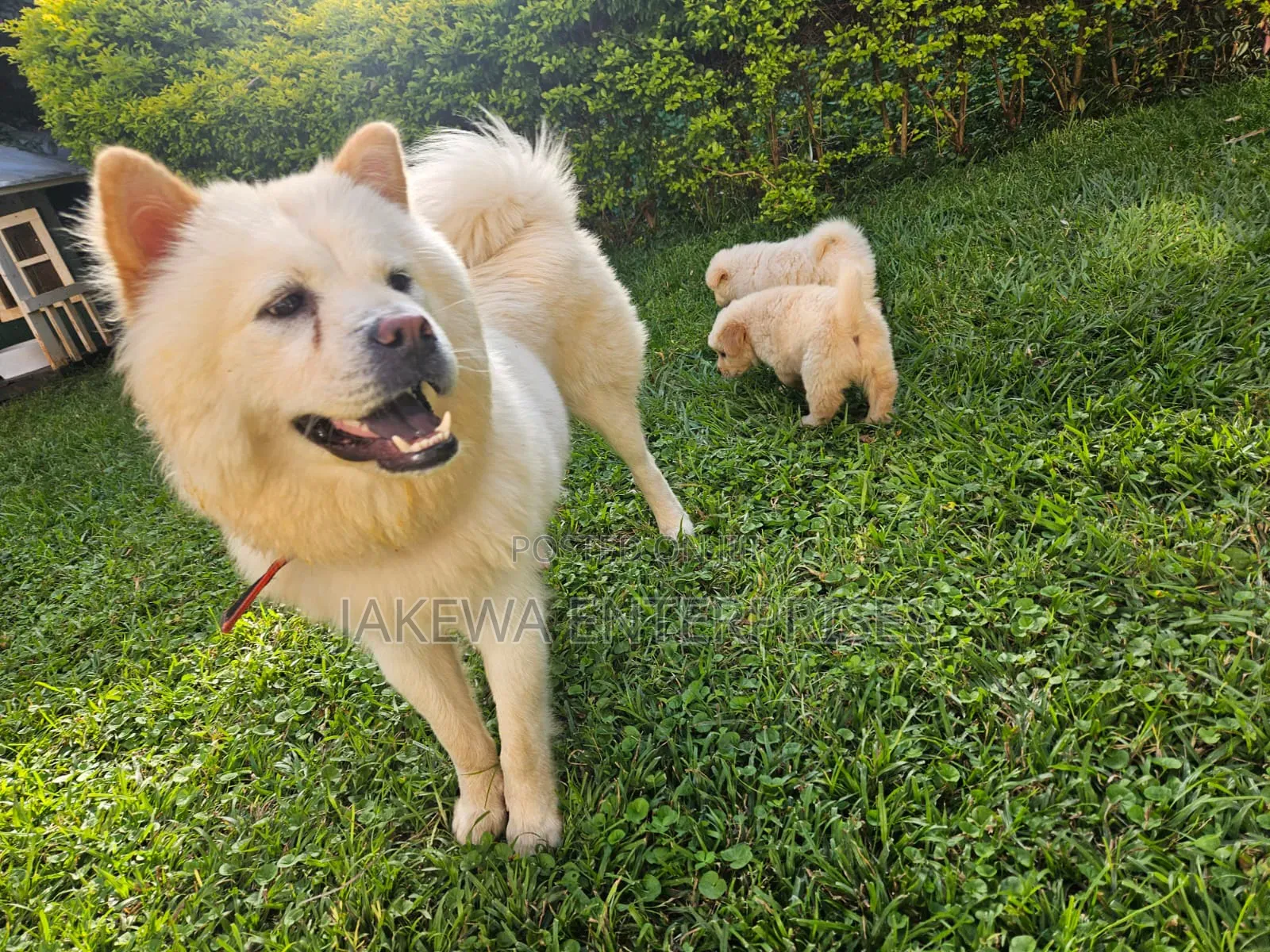 1-3 months Female Purebred Chow Chow